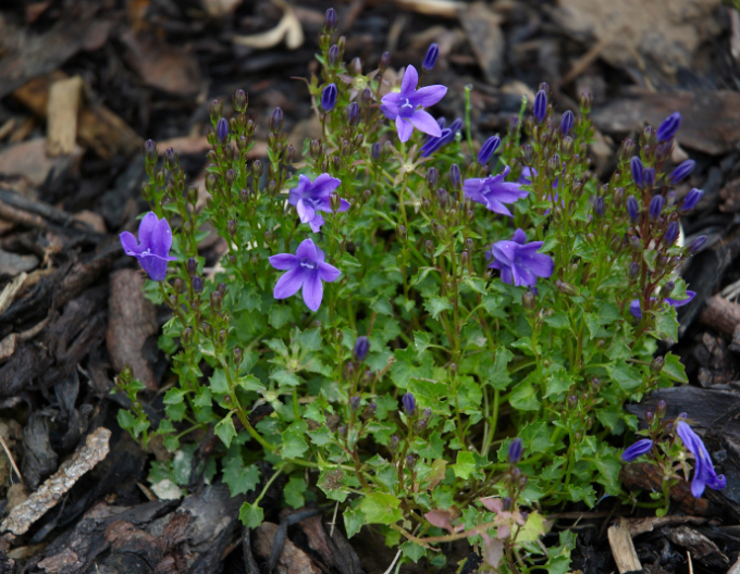 Polsterglockenblume "Blau"