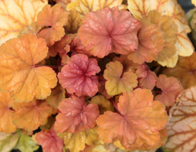 Heuchera Champagne