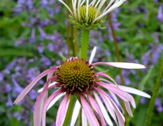 Echinacea Pallida Hula Dancer