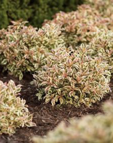 Weigelie florida Monet