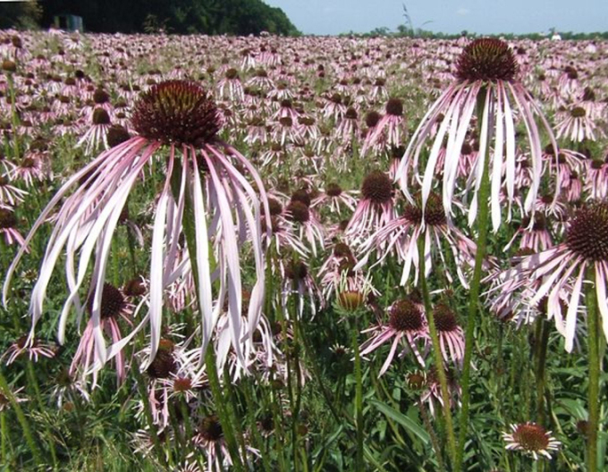 Echinacea Pallida Hula Dancer