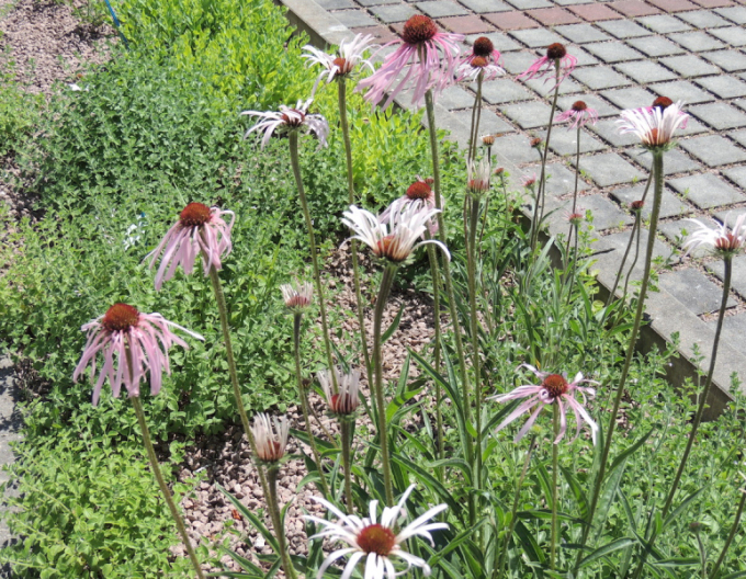 Echinacea Pallida Hula Dancer