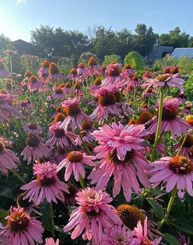 Echinacea Double Decker