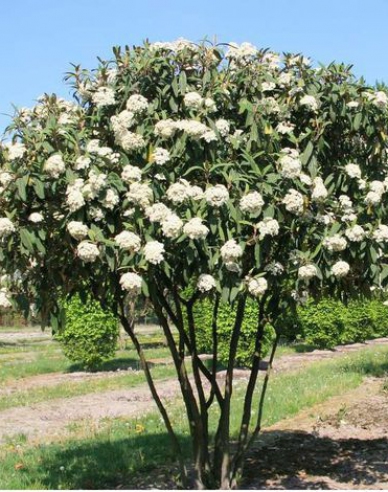 Kalina faltig-blättrig 5L