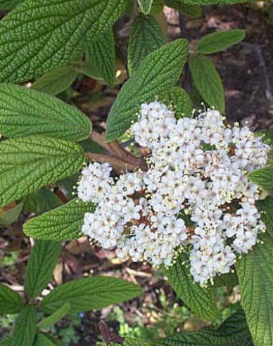 Kalina faltig-blättrig 5L