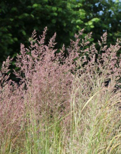 Hohes Reitgras Overdam 2l