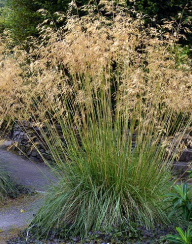 Schmiele Goldschleier 2l