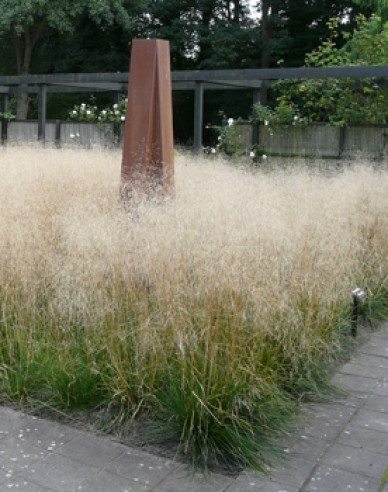 Schmiele Goldschleier 2l