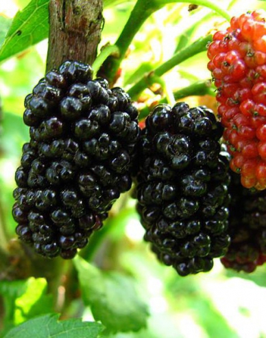 Hängende Maulbeere, wurzelnackt