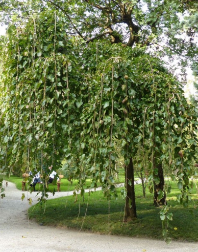 Hängende Maulbeere, wurzelnackt