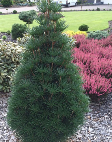 Japanische Schirmtanne