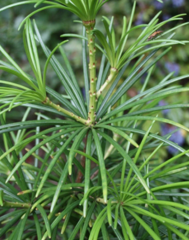 Japanische Schirmtanne