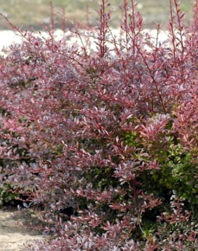 Berberitze Red Dream