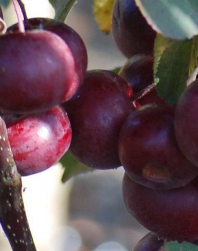 Säulenapfelbaum Maypole auf M7, Cont. 2l