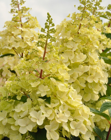 Hortensie Candlelight