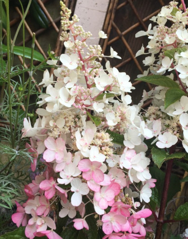Hortensie Candlelight