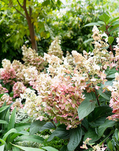 Hortensie Candlelight
