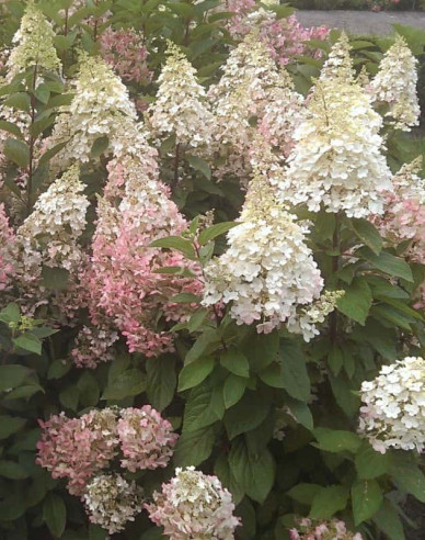 Hortensie Candlelight