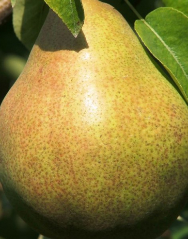 Birne Williamsgrün auf Pyrodwarf, wurzelnackt