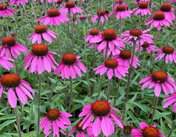 Echinacea purpurea Deep Rose Primadona