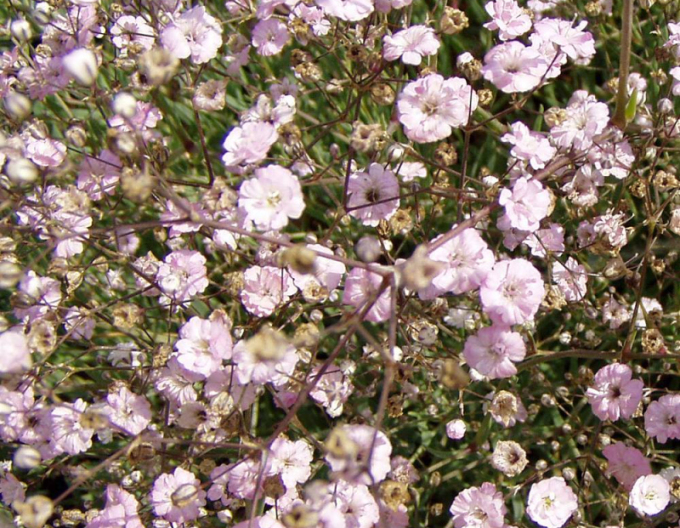 Schleierkraut Rosenschleier