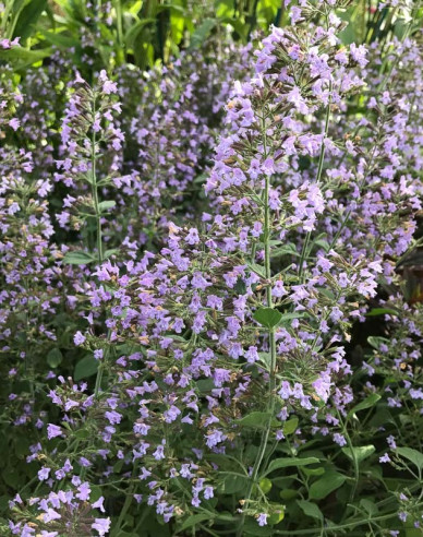 Steinquendel ´Blue  Cloud´