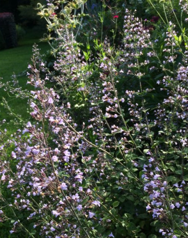 Steinquendel ´Blue  Cloud´