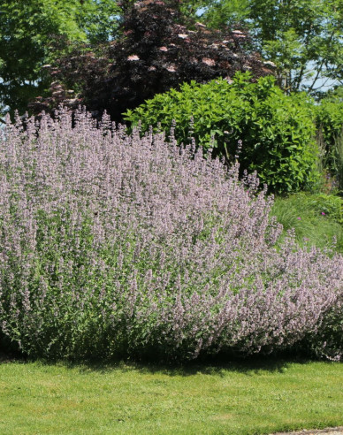 Steinquendel ´Blue  Cloud´