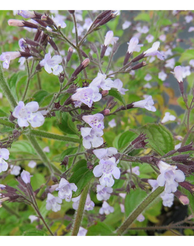 Steinquendel ´Blue  Cloud´