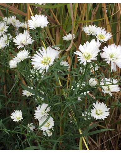 Aster Monte Cassino