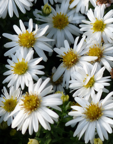 Aster Monte Cassino