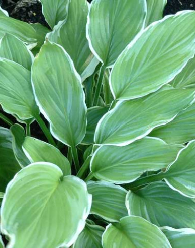 Funkie Sugar and Cream