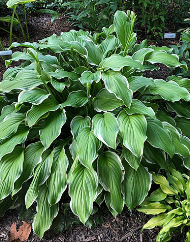 Funkie Sugar and Cream