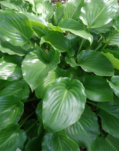 Funkie ’Invincible’