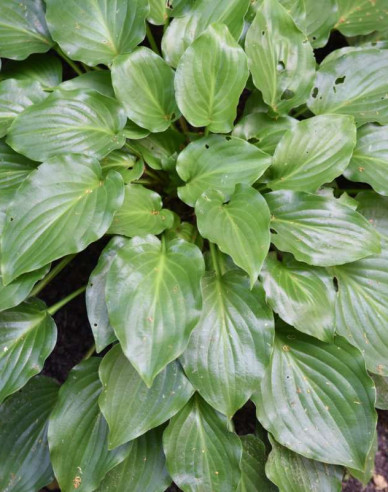 Funkie ’Invincible’