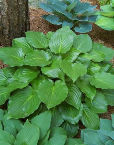 Funkie ’Invincible’