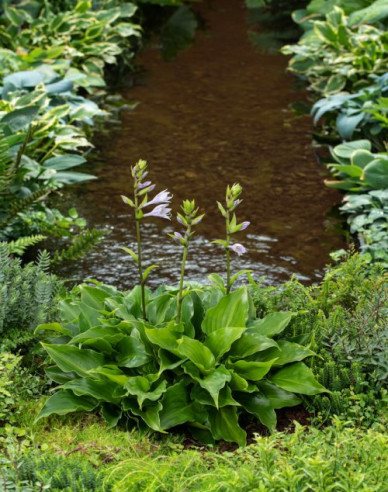 Funkie ’Invincible’