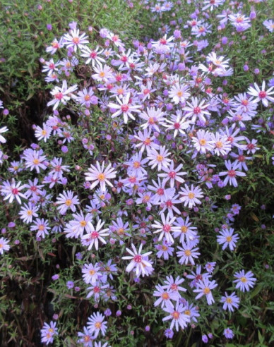 Aster Little Carlow