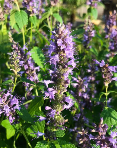 Agastache Little Adder