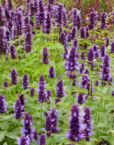 Agastache Little Adder