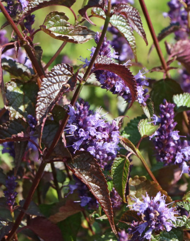Agastache Little Adder