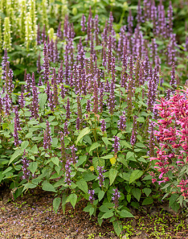 Agastache Little Adder
