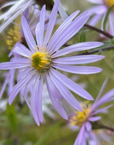 Aster Lutetia