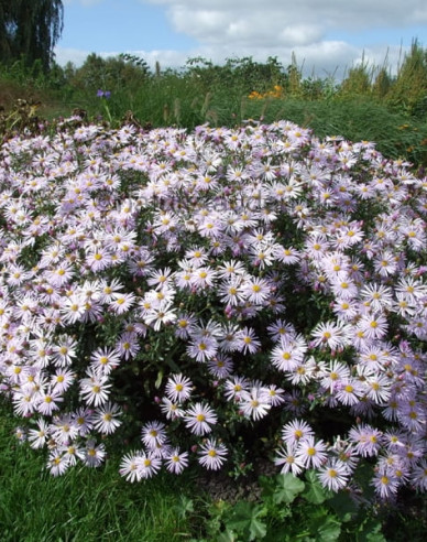 Aster Lutetia