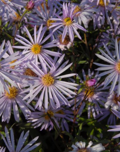 Aster Lutetia