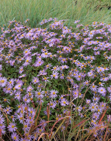 Aster Lutetia