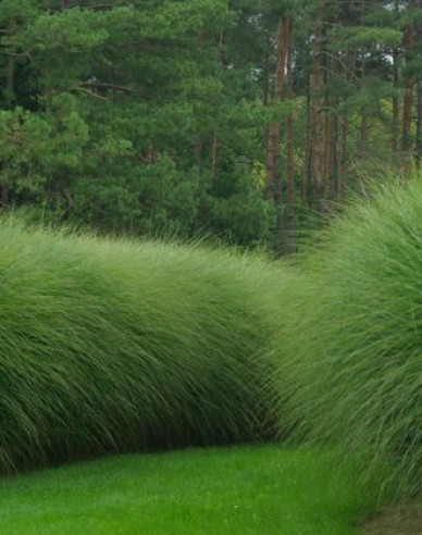 Chinaschilf Gracillimus 11l