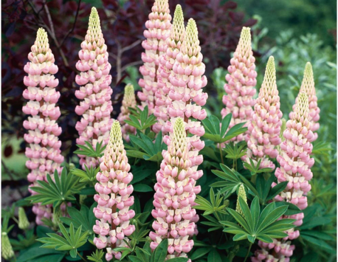 Lupine Gallery Rose Shades