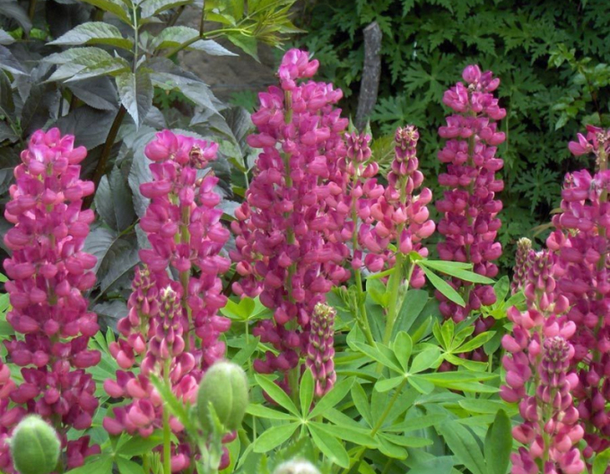 Lupine Gallery Rose Shades