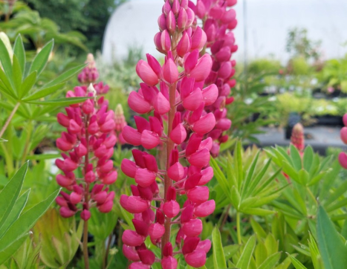 Lupine Gallery Rose Shades